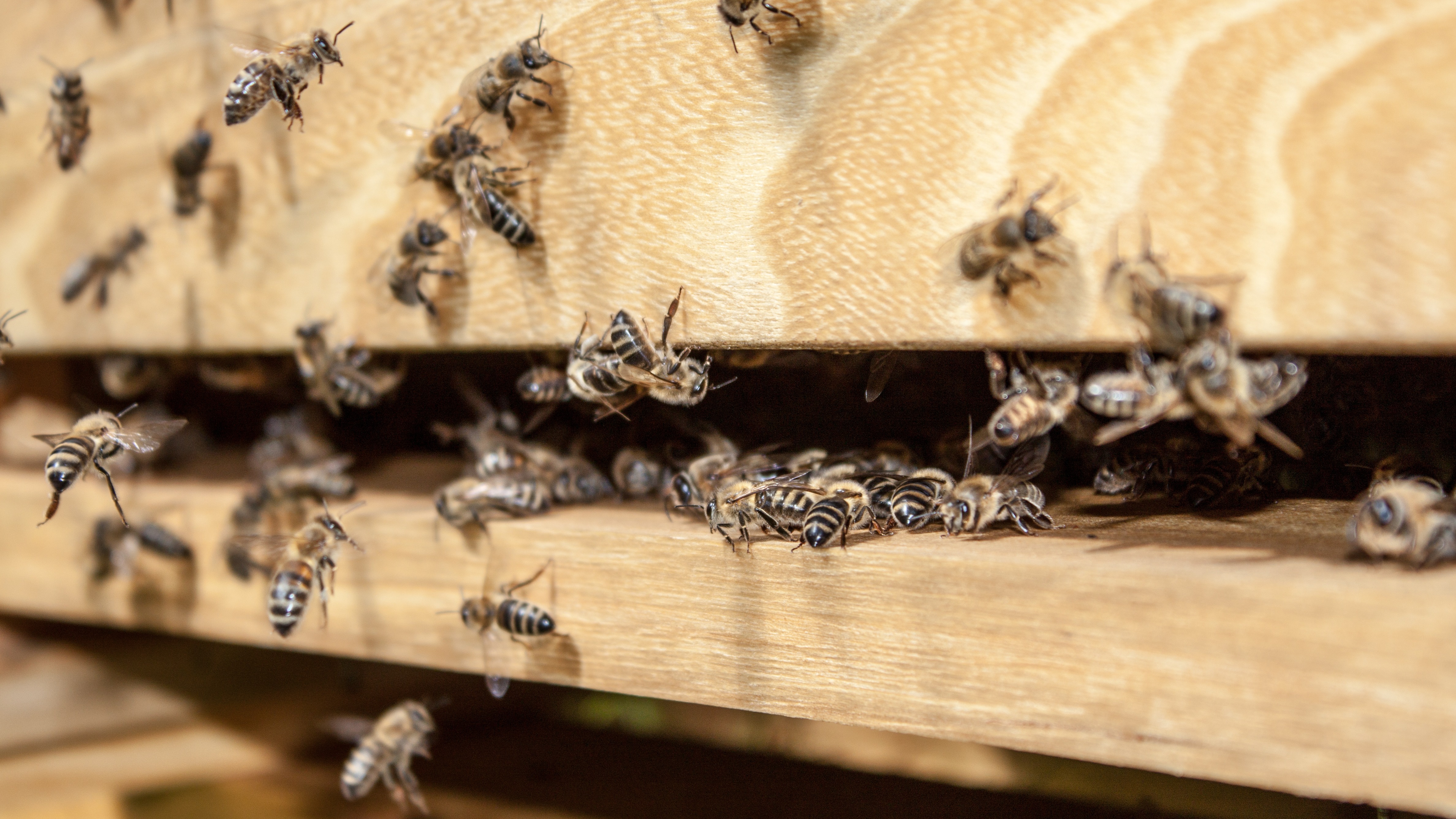 Honigbienen am Stockeingang